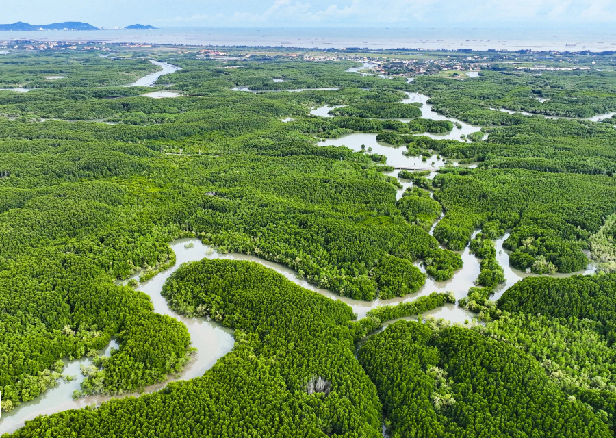 Việt Nam sẽ xây dựng cơ sở dữ liệu carbon xanh quốc gia, lộ trình giảm phát thải từ carbon xanh