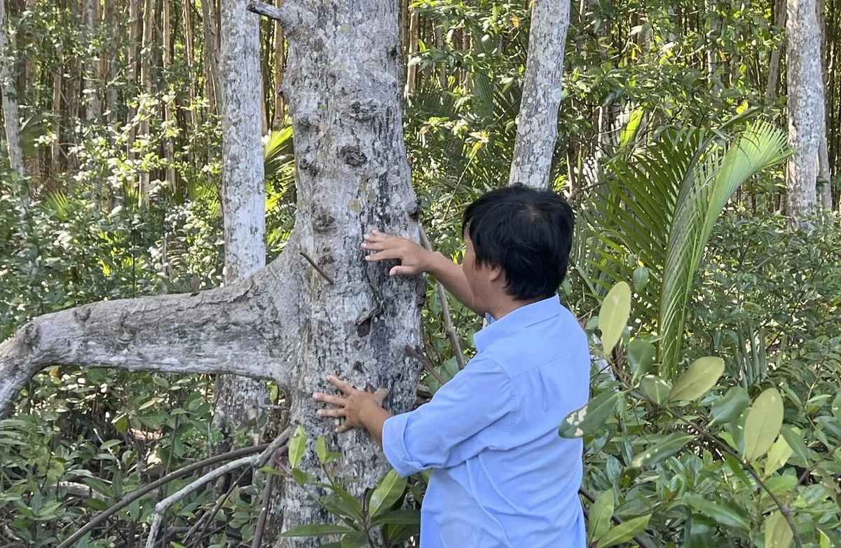 Rừng ngập mặn Cần Giờ có tiềm năng lớn về tín chỉ các-bon