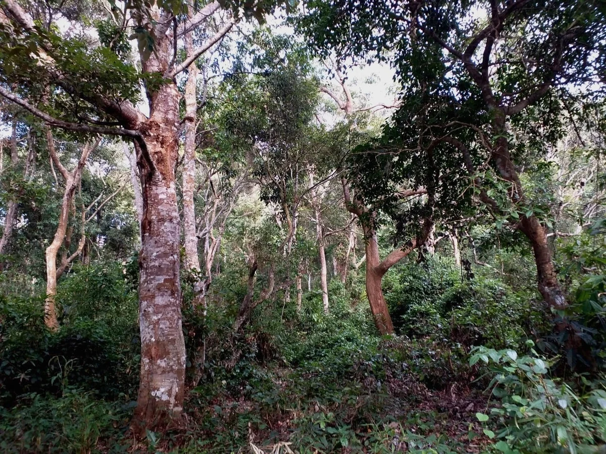 Gần 7.000 chủ rừng Điện Biên mở tài khoản nhận tiền dịch vụ môi trường rừng